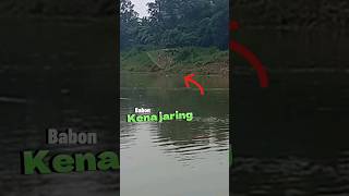 Ikan apa tuh yang kena jaring #ikan #shortvideo