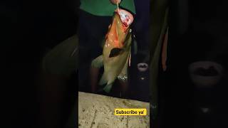 tarikan ikan kerapu paling mahal. #viral #fypシ゚viral #mancingmania #viralvideo