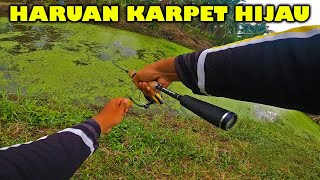 Casting HARUAN KARPET HIJAU GABUS SAWIT