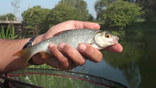 Sussex Rother part 1 #riverrother #polefishing #fishingtips