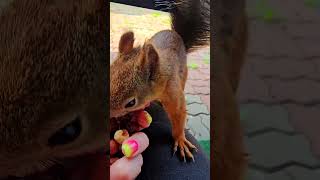 Cute Squirrel eating #squirrel #squirrelhouse