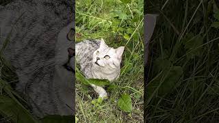 Квадробер в парке #квадробер #юмор #cat #смешнойкот #смешныекошки #shorts