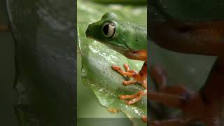 ¿Sabes lo que mejor se les da a las ranas? 🐸​