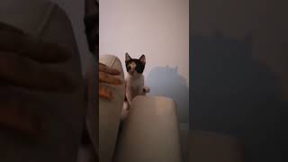 #cat #cats #tiktok #cute #me #swag #followus #happy #beautiful #animals #catlover #video #shortvideo