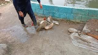 Fishing! Lots of fish in fish farm mardan Pakistan