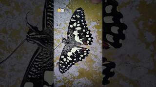 I found injured Butterfly at Night #shorts #story #insects #enjoy #night