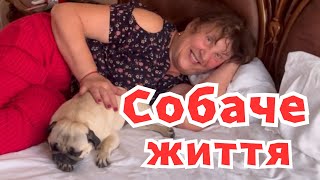 Наталя Фаліон/Лісапетний батальйон/Собаче життя