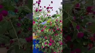 Beautiful Vedhar #song#love Mini short 🌺🪴🪴🌧️🌧️