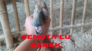 CARA AWAL MENANGANI SENOT PADA BEBEK PETELOR SELAIN MENGGUNAKAN OBAT