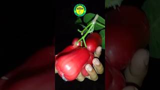 Jambu Citra Ready Bibitnya Siap Kirim #shorts #fruit #jambucitra #jualbibitbuah #viral #fyp