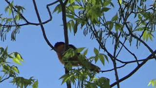 BALTIMORE ORIOLE