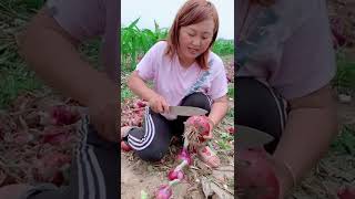 Watch me a satisfaying videos of agriculture growing fruit, vegetable, carrot, corn, onion etc 16