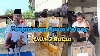 PENGIRIMAN AYAM PELUNG USIA 3 BULAN | SEMOGA AYAM SEHAT & MEMBANGGAKAN