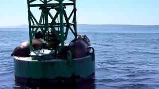 Seals perched on buoy