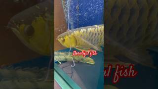 Beautiful big fish videos/#viralvideos #shortsvideos #traintravel #youtubeshorts #fish #bigfish