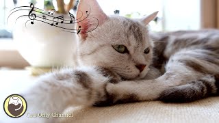 Relaxing Music for Cats (with cat purring sounds) - Deep Sleep & Anxiety Relief