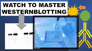 Western Blot Tutorial Part 3 | first and second antibody | | #biochemistry y #biology #laboratory