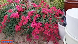 bougainvillea shapes part 2 urdu