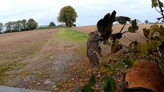 Goshawk Hunting Rooks