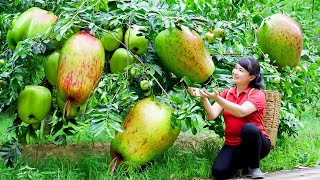 How to Harvest Pond Apple, Goes To The Market Sell - Harvesting and Cooking | Tieu Vy Daily Life