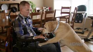 Therapy Dogs: Hope on Four Paws