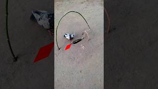 Creative ideas | Pigeon trap - bird trap - pora video #shorts #youtubeshorts