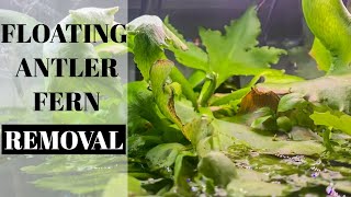 Removing an Overgrown Floating Antler Fern and Moss from the 5 in 1 Custom Made Shrimp Breeding Tank