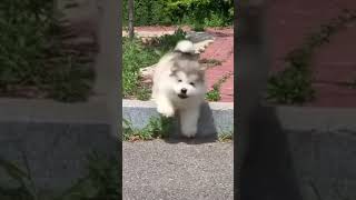 Cutest Puppy Drops Ever #cute #puppy #dog #malamute