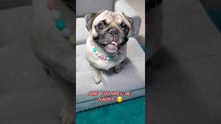 nappy = happy 🤪💜 #dog #pug #cute #funny #pets #fyp #shorts