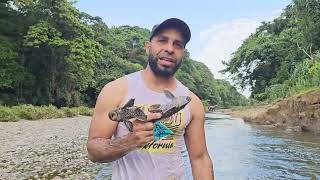 UNA PESCA DE PLECOSTOMU EN EL RIO CAMU