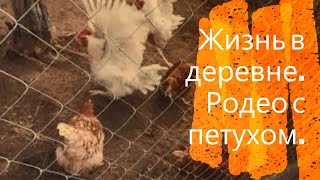 Жизнь в деревне. Родео с петухом.