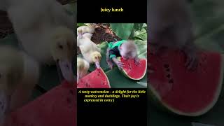 Sweet Watermelon Delight: Fun Moments with a Little Monkey and Ducklings!