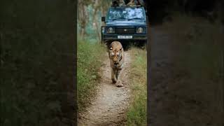 #viralvideo #sighting #animal #animallover #animals #lion #king #sher #pench #jungle #safari #viral