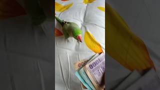 #parrot #bird #pigeon #kabootar #fancy #pigeonbird #shortvideo #shortsyoutube #shortsvideo #shorts