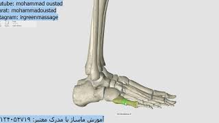 آناتومی اسکلتی اندام تحتانی lower limb skeletal anatomy