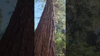 Sequoia National Park, Califórnia