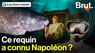 Quels sont les secrets de ce mystérieux requin qui résiste aux siècles ?