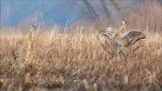 Sandhill Cranes at Sweet Marsh (3-26-21) - © Kip Ladage