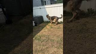 Charlie plays fetch #shorts #germanshepherdpuppy #viraldogsvideos #cutedogs #1kviews #subscribe