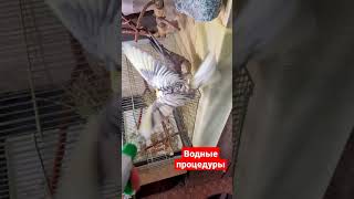 Попугаи купаются под дождиком.