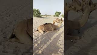 Camel With Onwer|white Desert #trending  #viralvideo  #shorts  #short