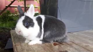 Blue VM Netherland Dwarf Rabbit