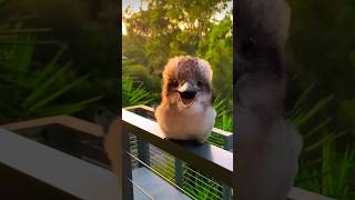 cute bird