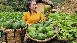 FULL VIDEO: Harvest Papaya, Green Vegetables, Celery, Bell Peppers, Bananas goes to the market sell