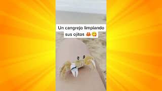 un Cangrejo limpiando sus ojitos