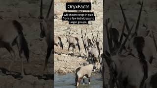 Icons of the Arid Wild! #animals #nature #facts #foryou #fypシ #youtubeshorts #shorts #wildlife #top