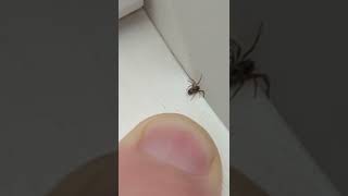 fight with giant spider