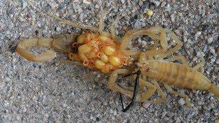 Scorpions Engage In A Mating Ritual (Promenade A Deux)(Warning: May be disturbing to some viewers.)