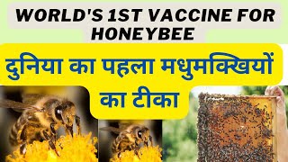 world's 1st vaccine for Honeybee | दुनिया का पहला मधुमक्खियों का टीका | American foulbrood disease