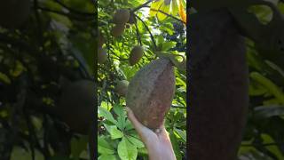 Amezing 300RS mamey sapote fruit cutting #shorts